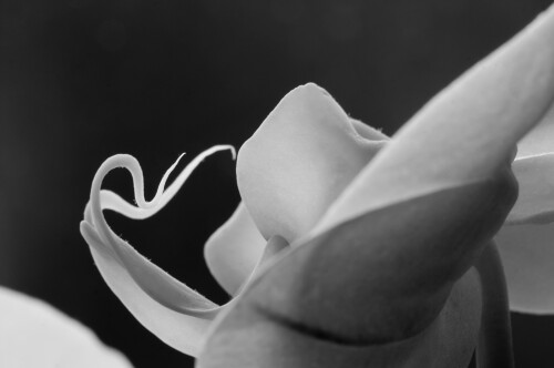 orchideenblute-4220.jpeg
