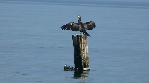 ostseekormoran-beim-gefiedertrocknen-8538.jpeg