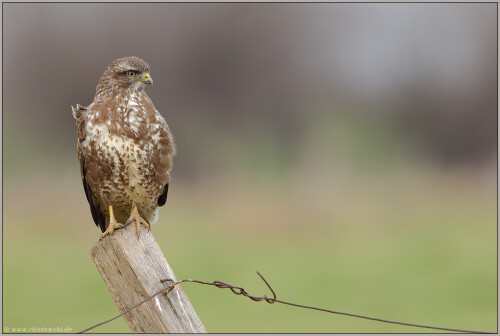 pfahlhocker-mausebussard-buteo-buteo-52956a20874c93949b02.jpeg