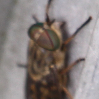 pferdebremse-tabanus-sudeticus-zeller-1842-17368.jpeg