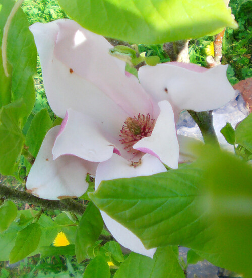 purpur-magnolie-magnolia-liliiflora-11893.jpeg