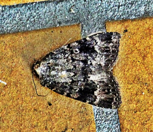 pyramideneule-amphipyra-pyrami-19465.jpeg