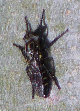 Eine der häufigeren Raubfliegen im Sommer.
Bilder hierzu aus dem Internet:
https://www.google.de/search?hl=de&site=imghp&tbm=isch&source=hp&biw=1248&bih=552&q=Assilidae+Tolmerus-Gruppe&oq=Assilidae+Tolmerus-Gruppe&gs_l=img.12...2466.11828.0.13425.29.10.0.19.0.0.139.1011.6j4.10.0....0...1ac.1.46.img..20.9.921.MNxiN73FBWs

Aufnameort: Eiershausen Hirschbergwald
Kamera: Medion Digitaler Full-HD-Camcorder mit Touchscreen Medion Life