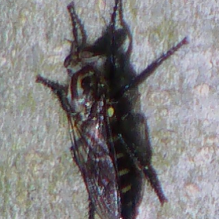 raubfliege-assilidae-tolmerus-gruppe-10683.png