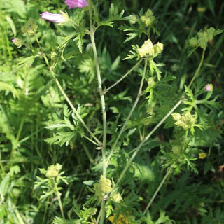 rosen-malve-malva-alcea-l-17441.jpeg