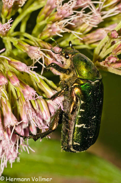 rosenkafer-cetonia-aurata-4906800578e005c406e6.jpeg