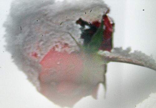 rosenknospe-unter-schnee-19880.jpeg