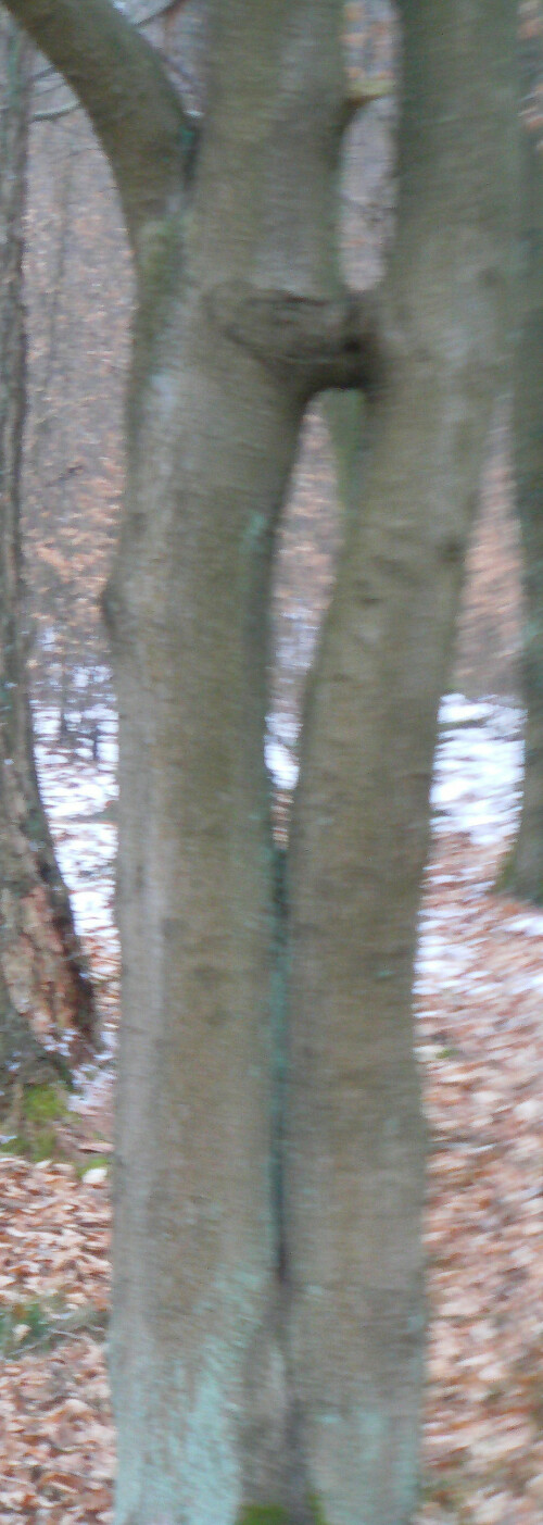 rotbuche-fagus-sylvatica-l-sic-11268.jpeg