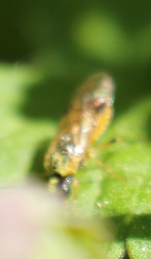Eine Blattwespenart, die an Kreuzblütlern frisst und in der Landwirtschaft als Schädling bekannt ist.
(Hier dürfte sie wohl reichlich mit Blütenpollen in Kontakt geraten sein.)
https://de.wikipedia.org/wiki/Rübsen-Blattwespe

Aufnameort: Eiershausen Garten
Kamera: Canon EOS 700D