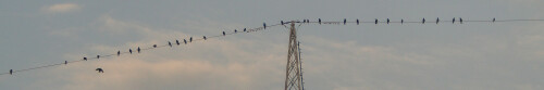 saatkrahen-corvus-frugilegus-l-11637.jpeg