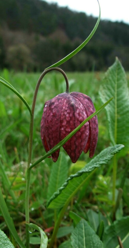 schachblume-1408.jpeg