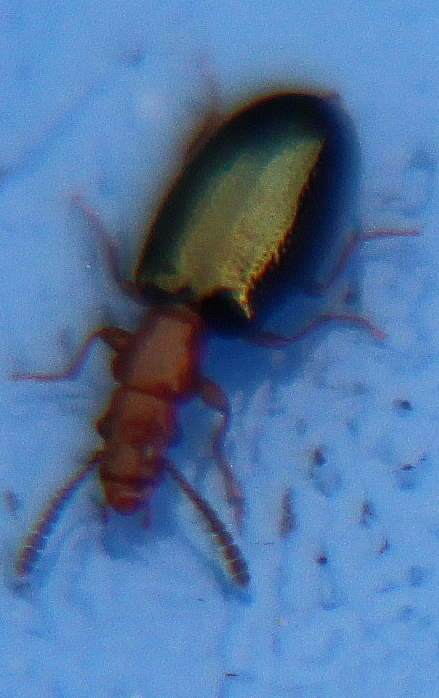 Ein Käfer, der zu den Scheinrüsslern gehört.
Er lebt unter der lockeren Rinde bzw. Borke von Bäumen und frisst im Holz lebende Käfer wie z. B. Borkenkäfer sowie Insektenlarven.
http://www.insektenbox.de/kaefer/vinruf.htm


Aufnameort: Eiershausen Garten
Kamera: Canon EOS 700D