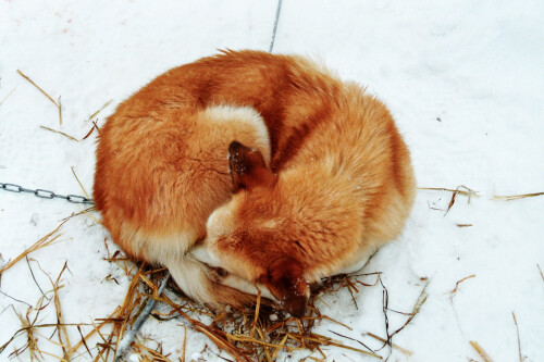 schlafender-schlittenhund-3421.jpeg