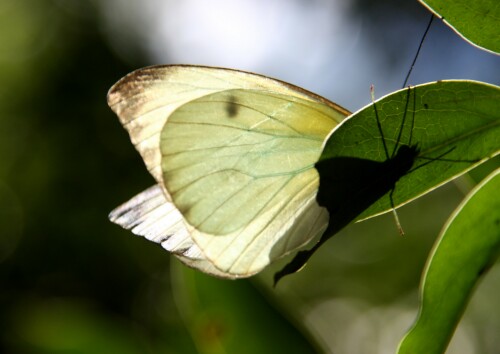 schmetterling-7219.jpeg