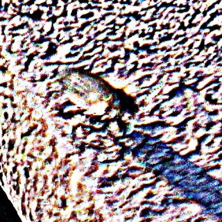 schmetterlingsmucke-psychodidae-20090.jpeg
