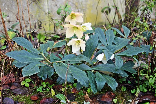 schneerose-helleborus-niger-l-01-20038.jpeg