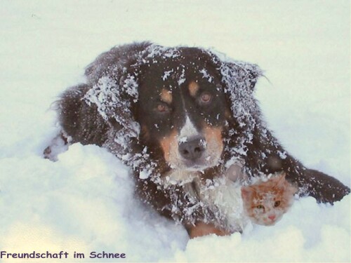 schneetreiben-1774cfda7371b1034280.jpeg