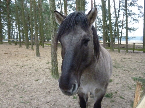 schones-konik-5654.jpeg