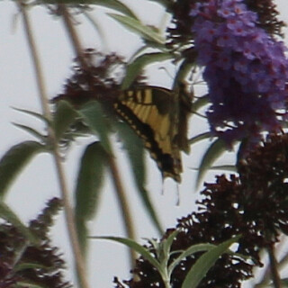 schwalbenschwanz-papilio-machaon-l-1758-1-17681.jpeg