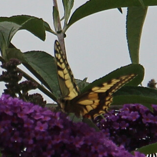 schwalbenschwanz-papilio-machaon-l-1758-2-17682.jpeg