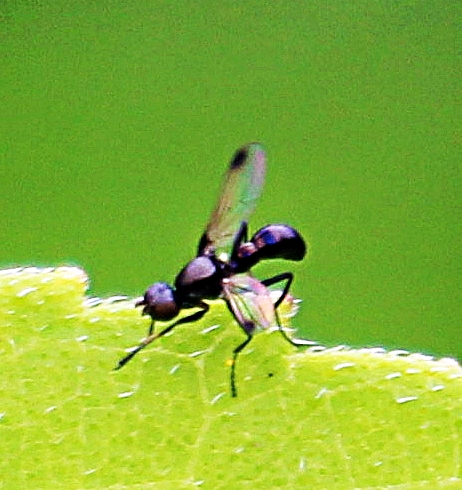 Im Herbst sammeln sich die Fliegen gelegentlich, um gemeinsam zu überwintern.
http://www.insektenbox.de/zweifl/sepful.htm
https://en.wikipedia.org/wiki/Sepsis_fulgens

Aufnameort: Eiershausen Garten
Kamera: Canon EOS 1300D