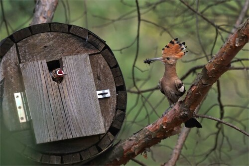 sehr-selten-wildlife-wiedehopf-sachsen-17161.jpeg