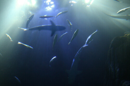 sharks-above-68660a31442e192f302.jpeg