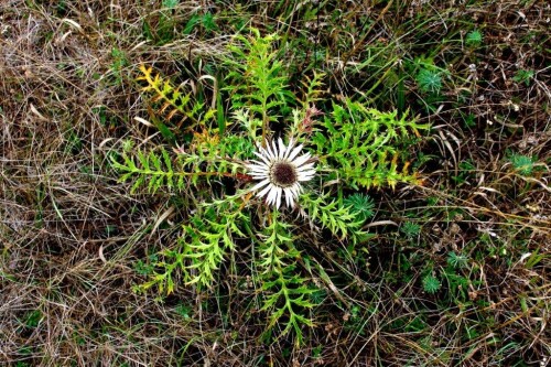 silberdistel-14871.jpeg