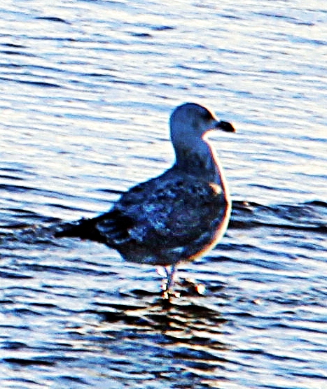 Eine größere Art Möwe, die häufig am Atlantik oder an Nord- wie Ostsee angetroffen werden kann. Hier im Schlichtkleid
https://de.wikipedia.org/wiki/Silbermöwe

Aufnameort: Rerik Strand an der Ostsee
Kamera: Canon EOS 1300D