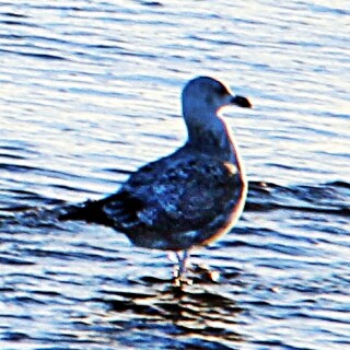 silbermowe-larus-argentatus-pontoppidan-1763-00-19737.jpeg