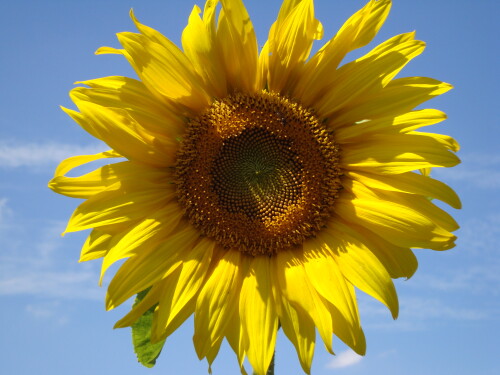 sonnenblume-4946.jpeg