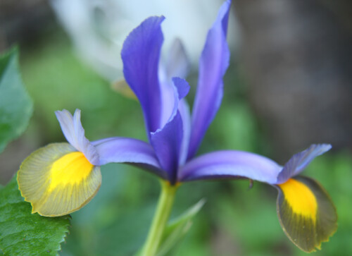 spanische-schwertlilie-iris-xiphium-17333.jpeg