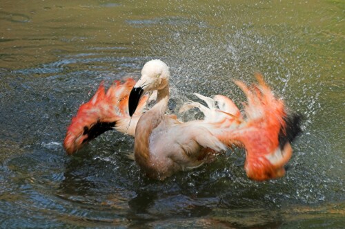 splash-222257795b6dcc2be453.jpeg