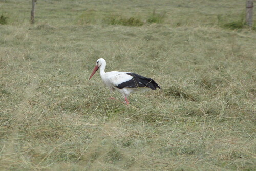 storch-auf-futtersuche-7413.jpeg