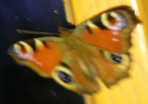 tagpfauenauge-aglais-io-l-1758-13164.jpeg