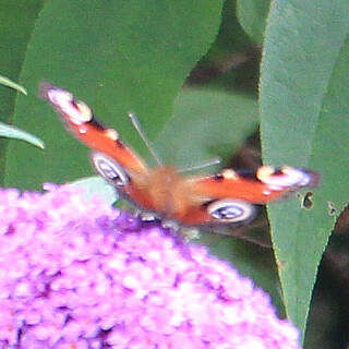 tagpfauenauge-aglais-io-l-1758-auf-sommerflieder-17688.jpeg