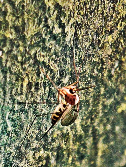 tanzfliege-empis-digramma-meigen-1835-19779.jpeg