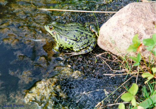 teichfrosch-am-gartenteich-1046.jpeg