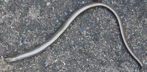 totfund-blindschleiche-anguis-fragilis-l-1758-17925.jpeg