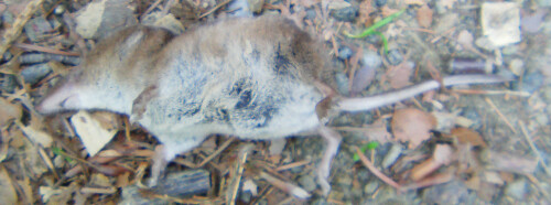 totfund-wald-spitzmaus-sorex-araneus-l-1758-10965.jpeg
