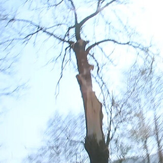 trauben-eiche-quercus-vielleic-16464.jpeg
