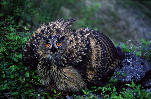 uhu-mit-erbeutetem-igel-294.jpeg