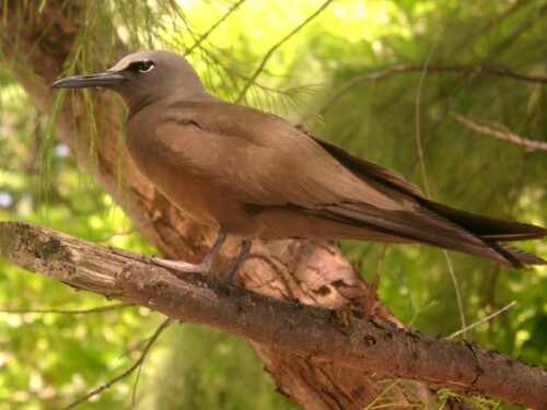 vogel-133c20e3dd1b5d5259b.jpeg
