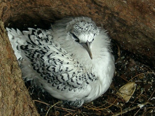 vogelnest-1307b2b1586f422862f.jpeg