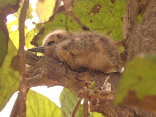 vogelnest-140f9f0517c3c39a828.jpeg