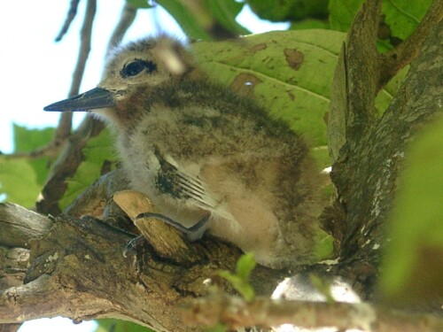 vogelnest-151a290656f9b5c45cd.jpeg