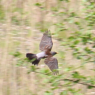 wacholderdrossel-turdus-pilaris-l-1758-im-flug-17022.jpeg
