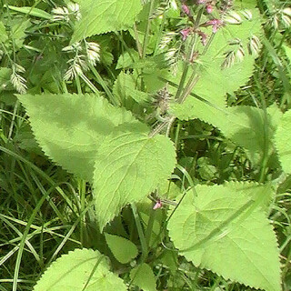 waldziest-stachys-sylvatica-l-1-12588.jpeg