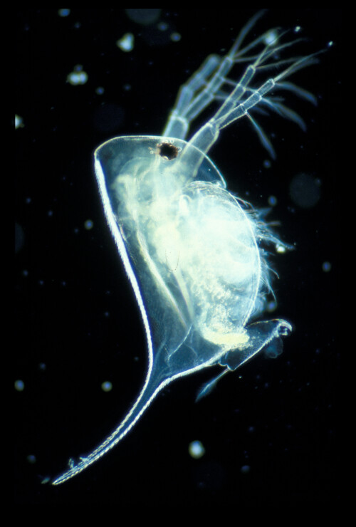 wasserfloh-daphnia-673.jpeg