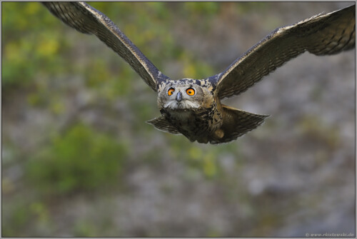 weitsichtig-uhu-bubo-bubo-523945687d210a5cf522.jpeg